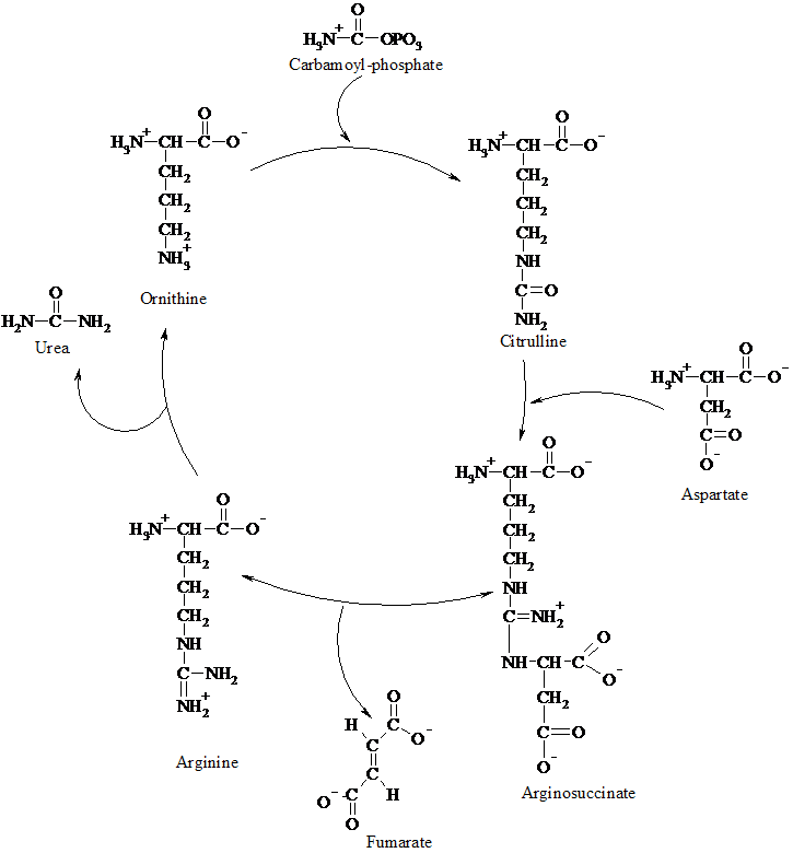 OXIDIZATION OF UREA intelligence overview